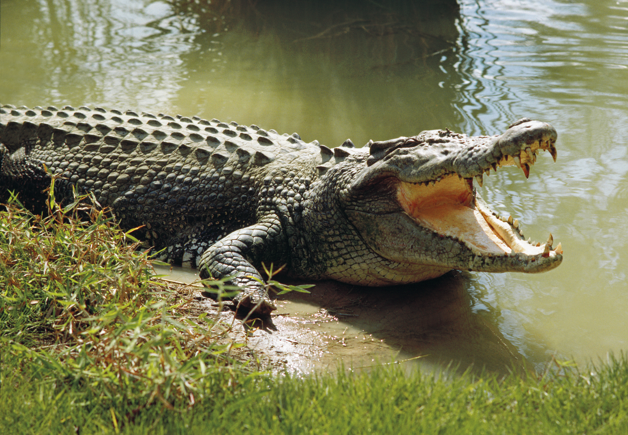 Saltwater crocodile guide: diet and where they live in the wild