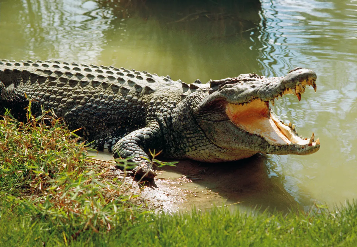 Saltwater crocodile (Crocodylus porosus) world's largest living reptile, cooling himself with open mouth, Darwin, Northern Territory, Australia. © Australian Scenics/Getty