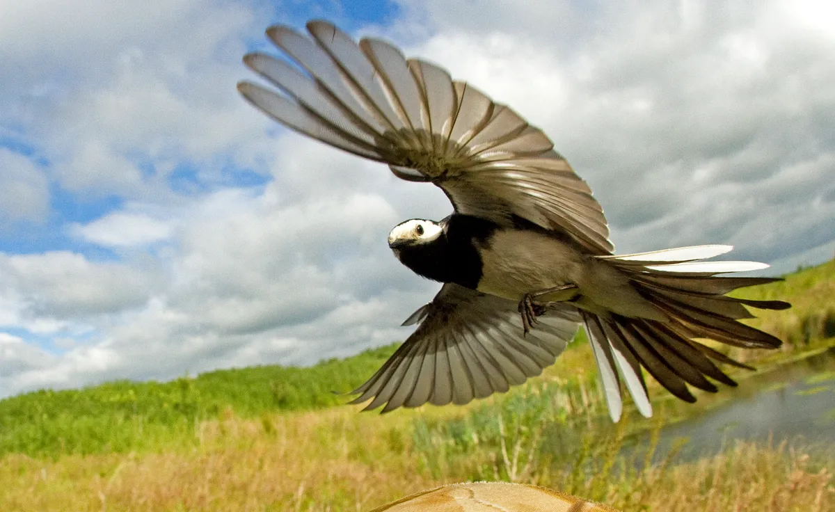 Wide angle pied wagtail (Motacilla alba) coming into land on a post in a field