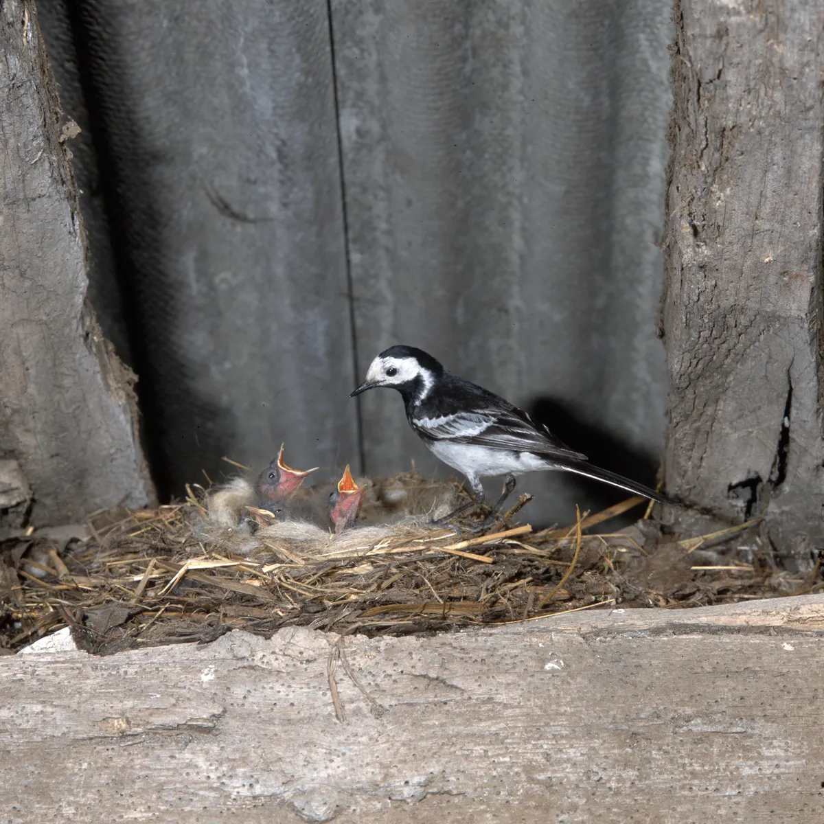 Pied wagtail feeding its chicks on the nest in a building