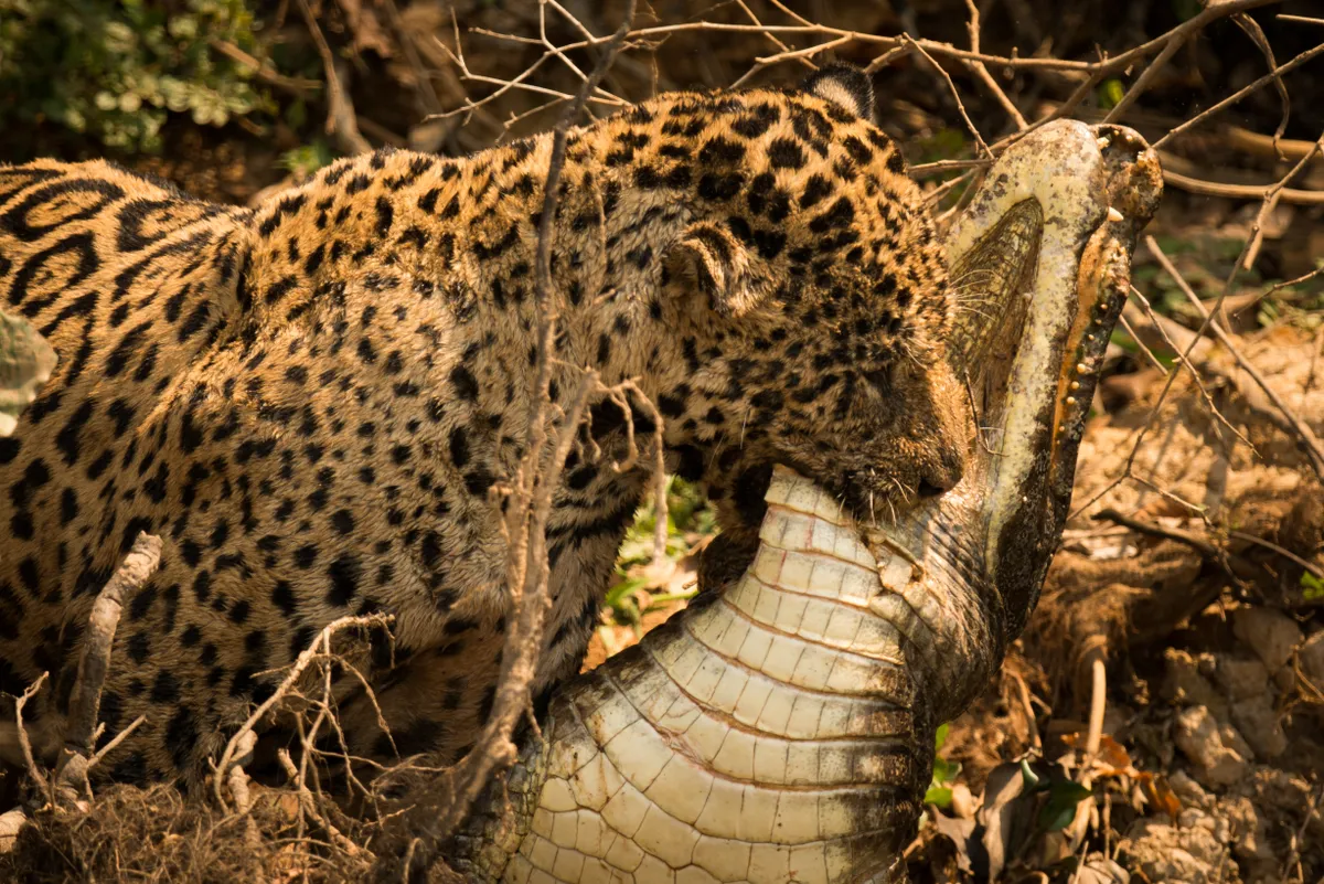 Jaguar dragging dead caiman through undergrowth © Nick Dale / Getty