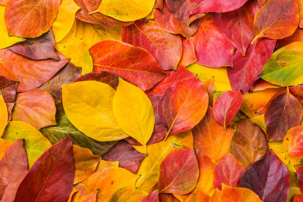 Autumn leaves © Kenan Olgun / Getty