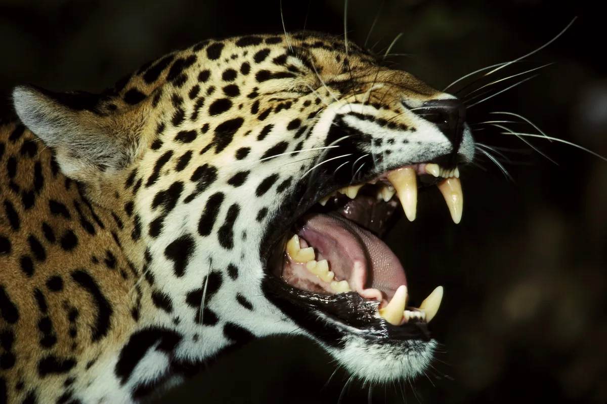 Jaguar with an open mouth showing its impressive canines and powerful jaws