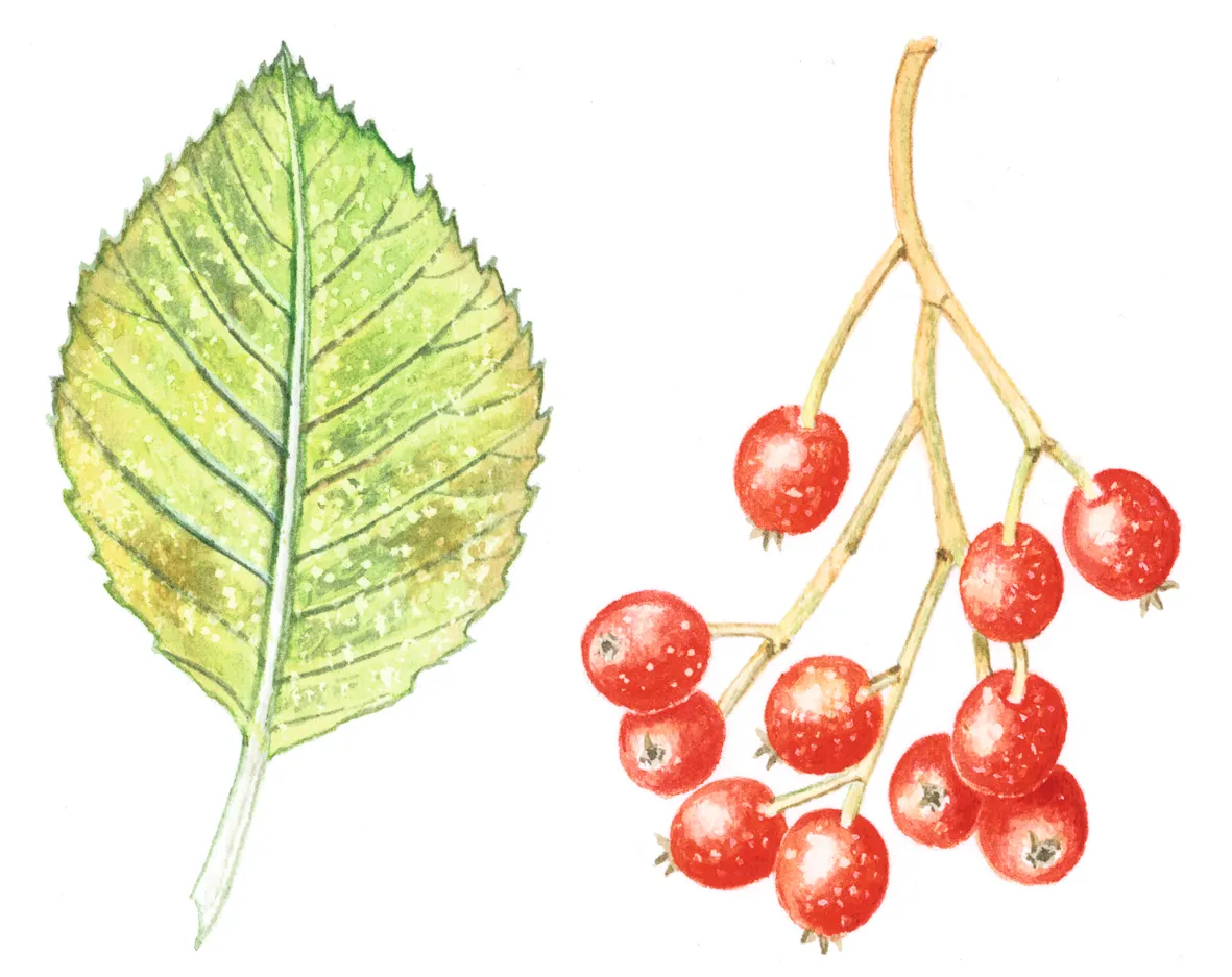 Whitebeam leaf and berries. Felicity Rose Cole