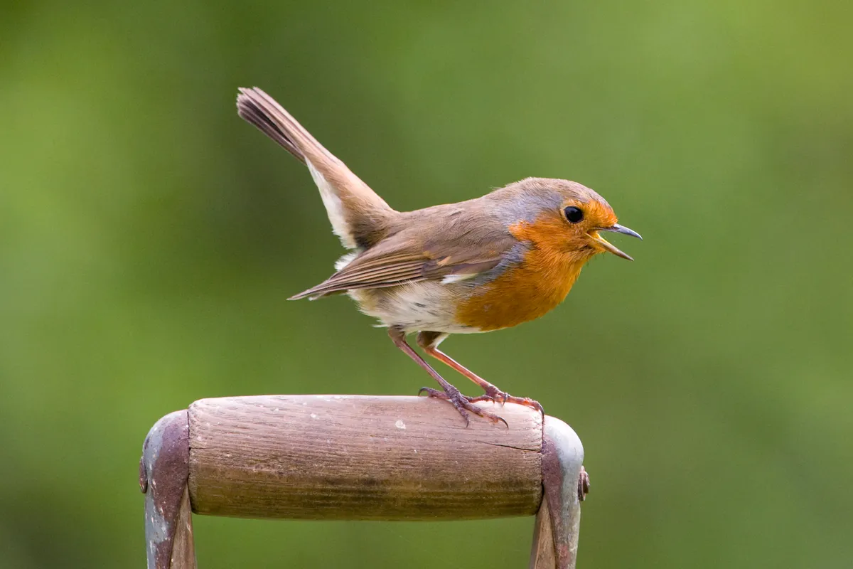 Robin on a garden spade.