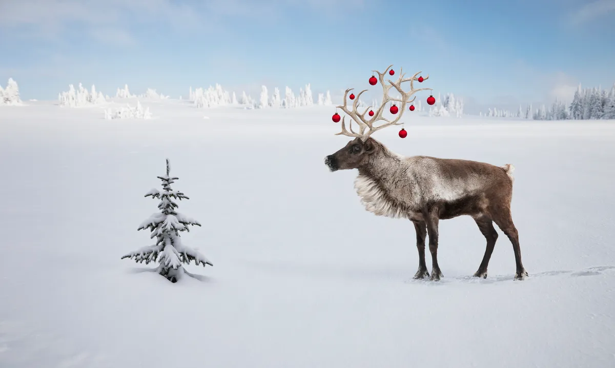 A Christmas reindeer with baubles in its antlers looking at a small Christmas tree in the snowy Arctic tundra