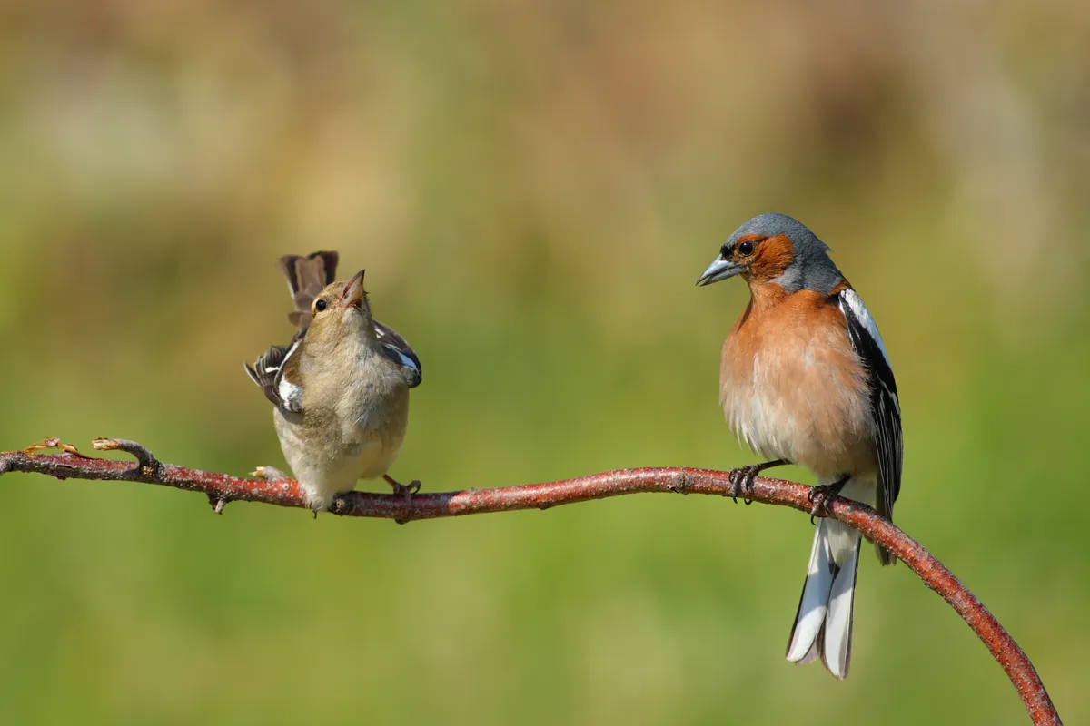 A pair of chaffinches courting on a branch (Fringilla coelebs)