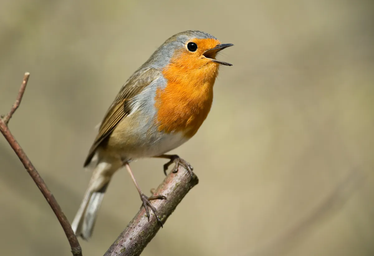 Singing European robin (Erithacus rubecula)