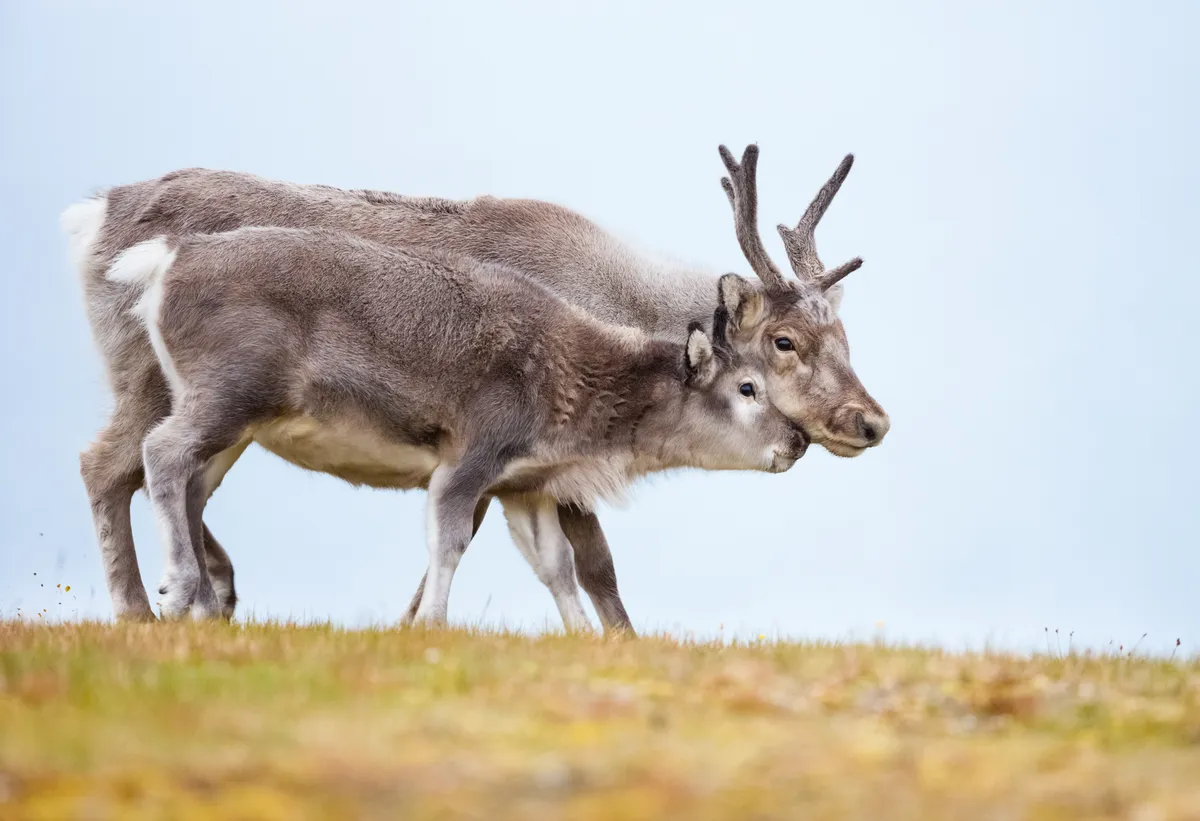 Female reindeer with antlers, alongside her calf on Arctic tundra © Ken Canning / Getty