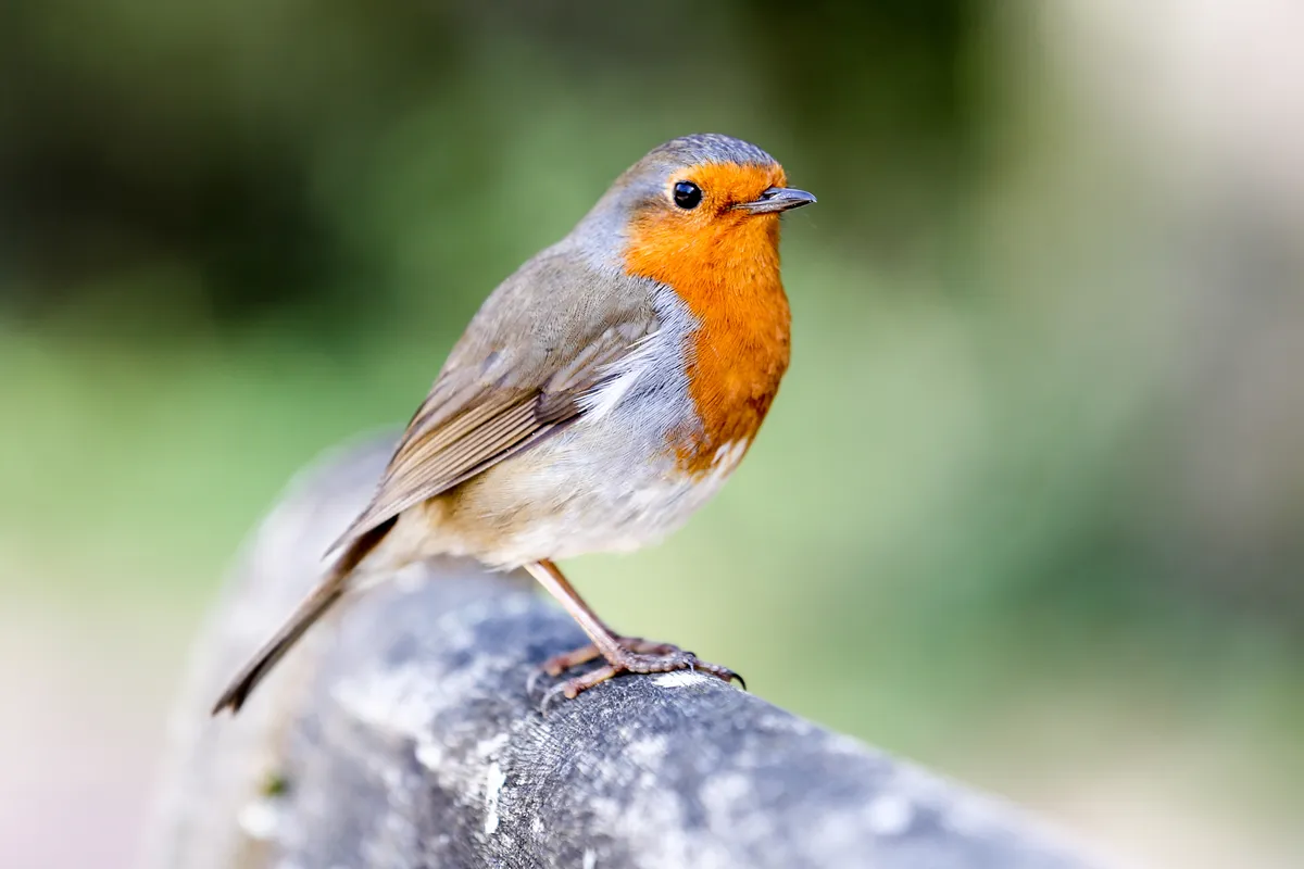 Robin perched on wooden bench in a British garden in spring