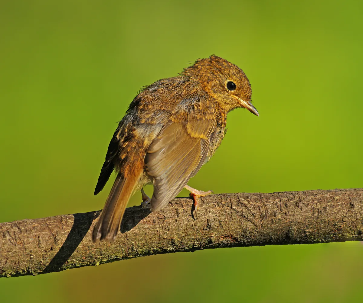 Juvenile robin fledgling (Erithacus rubecula) perched on a twig