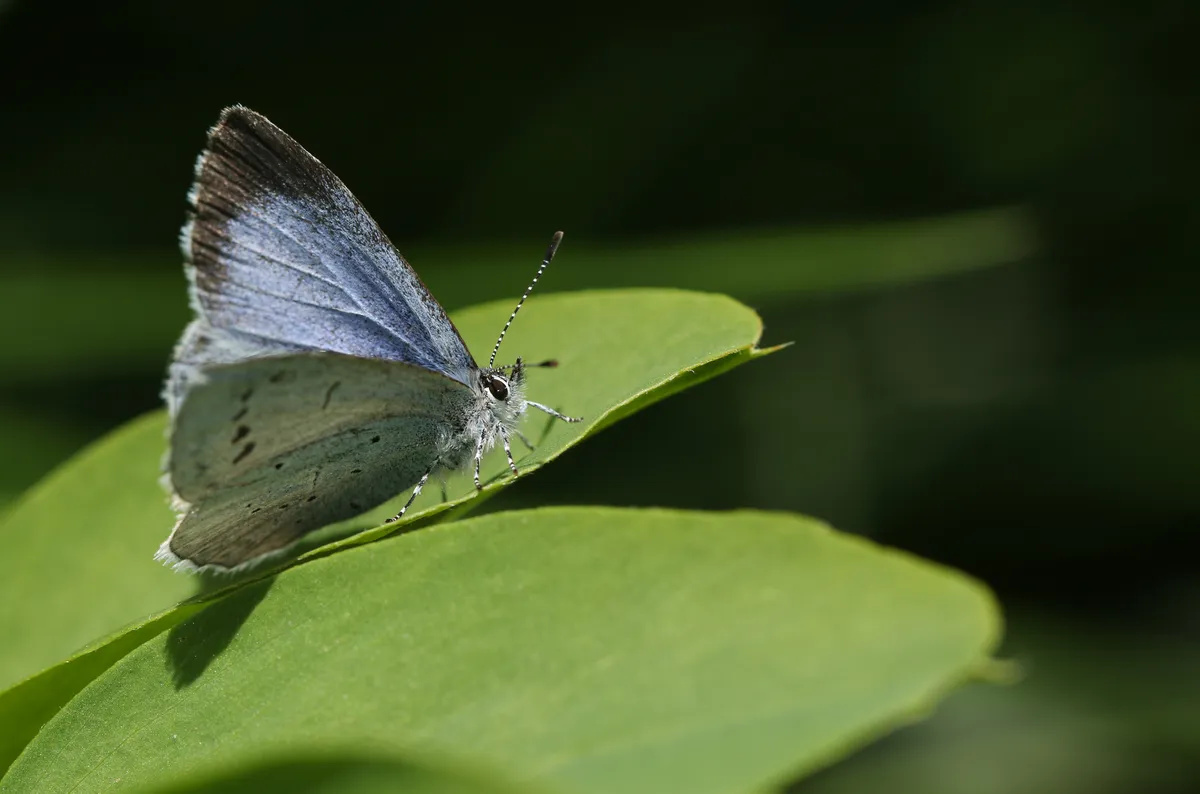 A holly blue butterfly. © Sandra Standbridge/Getty