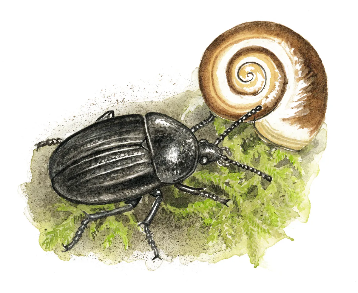 Carrion beetle. Felicity Rose Cole
