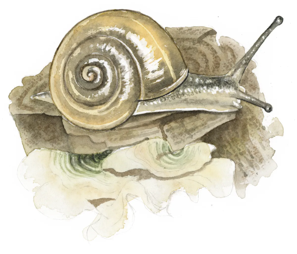 Garlic snail. Felicity Rose Cole