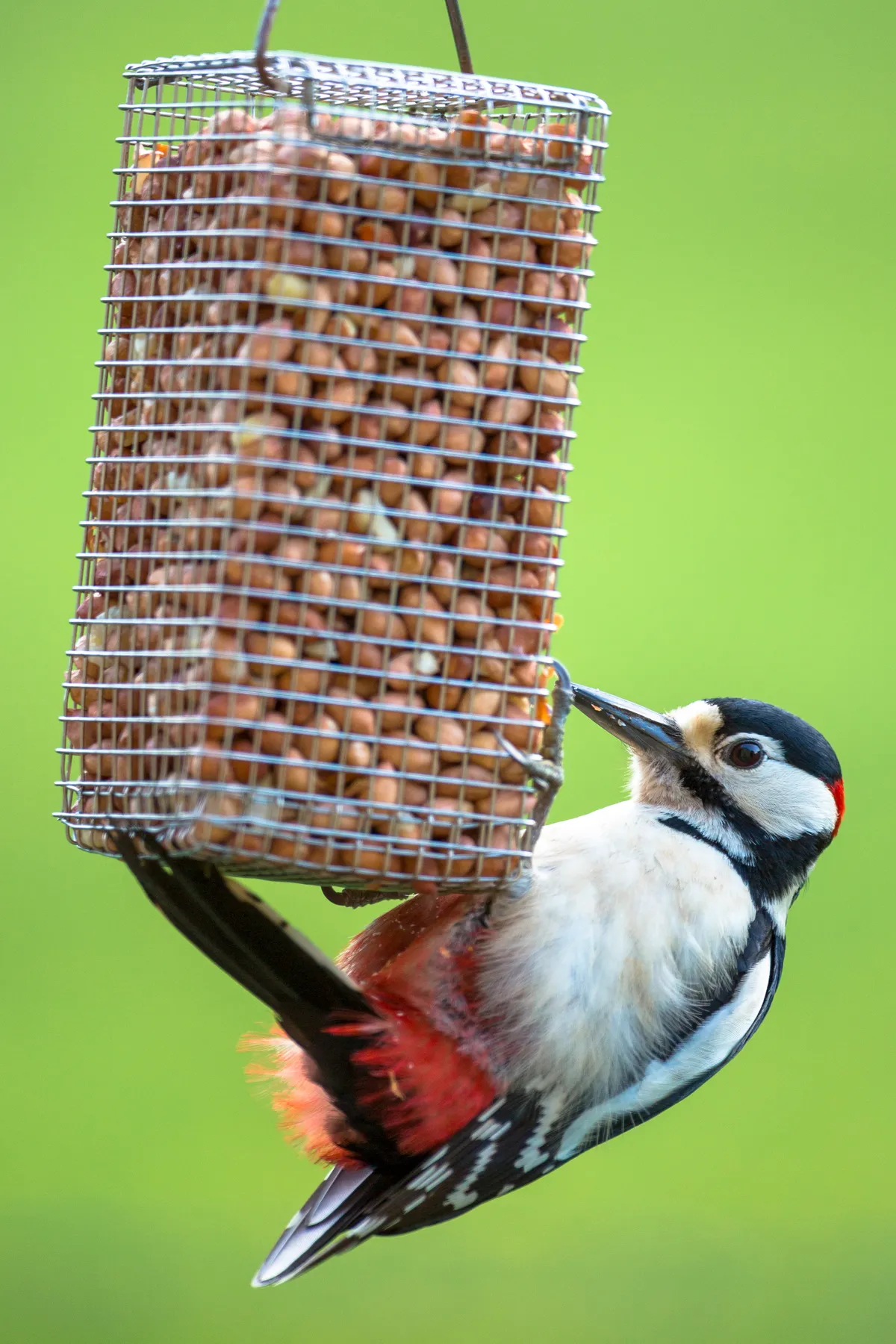 Great spotted wodpecker (Dendrocopus major) on a peanut bird feeder in a garden