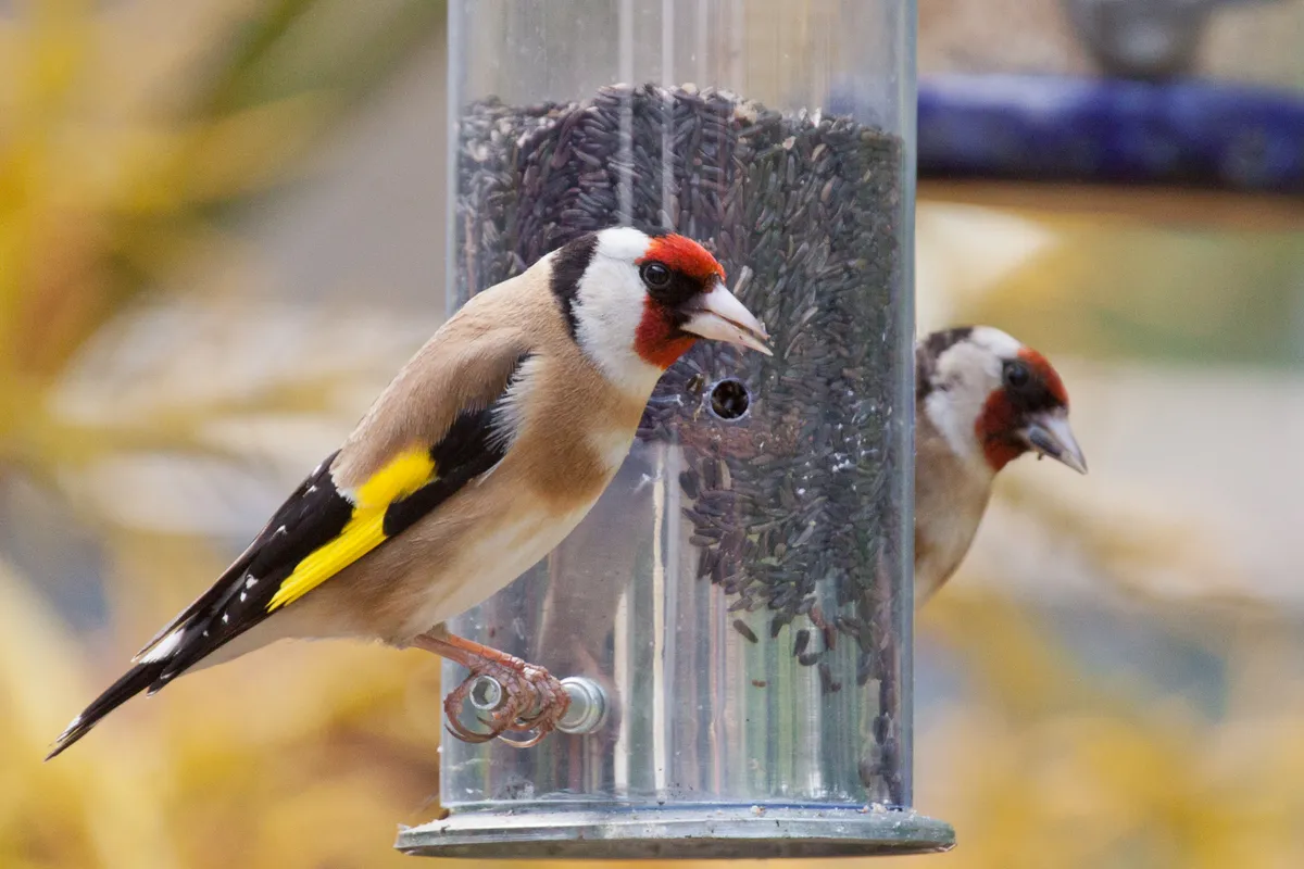 Goldfinches (Carduelis carduelis) eating niger seeds from a garden feeder.