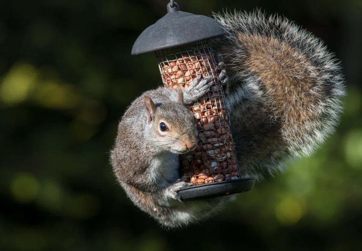 Grey squirrel on peanut feeder
