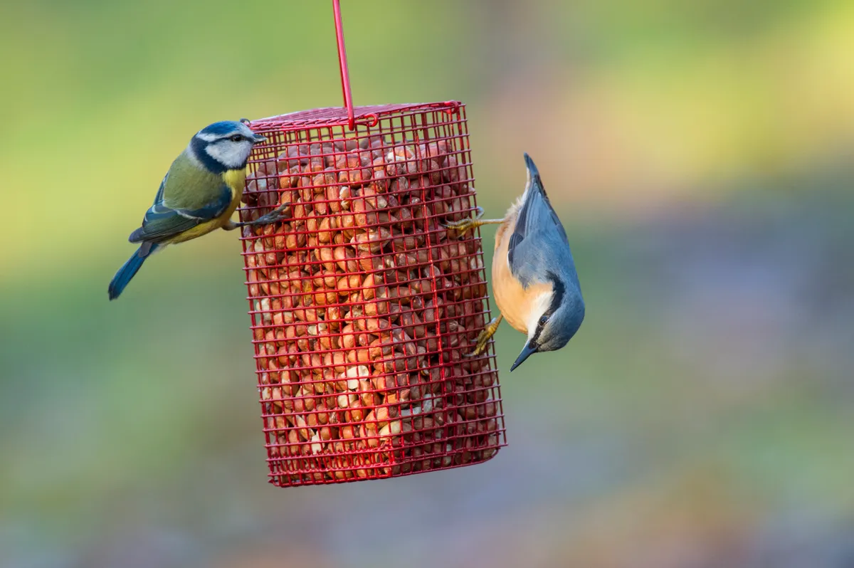 Nuthatch (Sitta europaea) and Blue Tit (Parus caeruleus) on peanut feeder