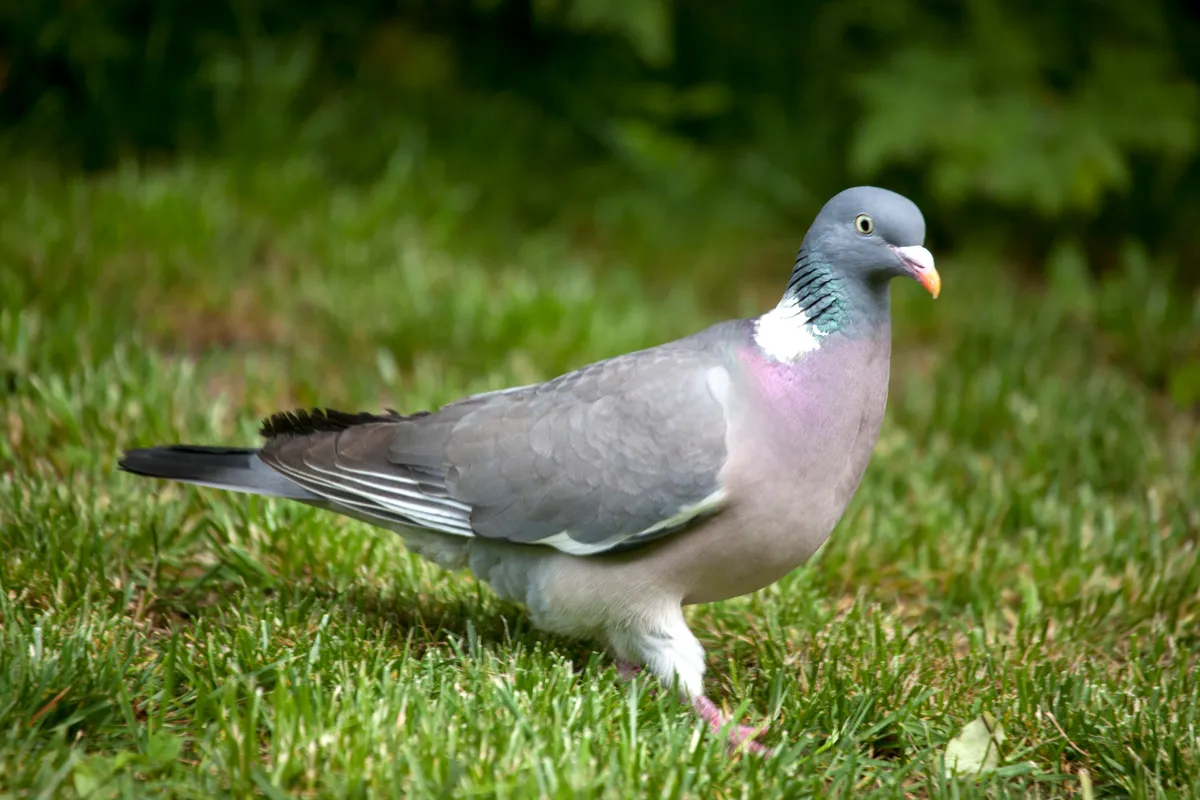 Common wood pigeon (Columba palumbus) on garden grass