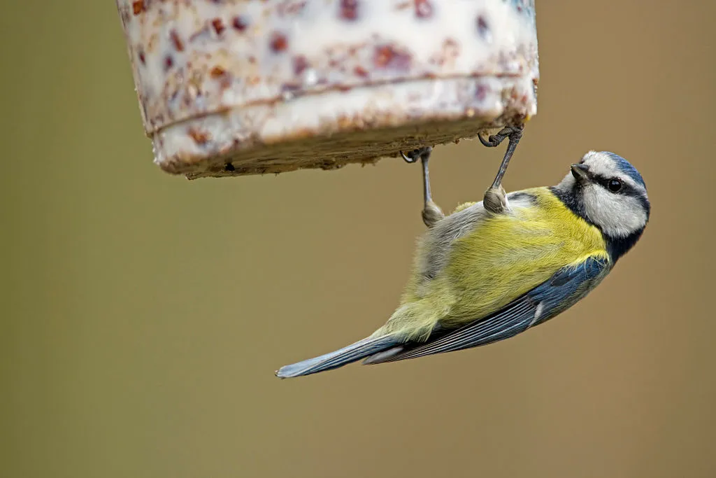 Blue tit (Cyanistes caeruleus / Parus caeruleus) at bird feeder eating fat mixed with seeds and nuts in winter