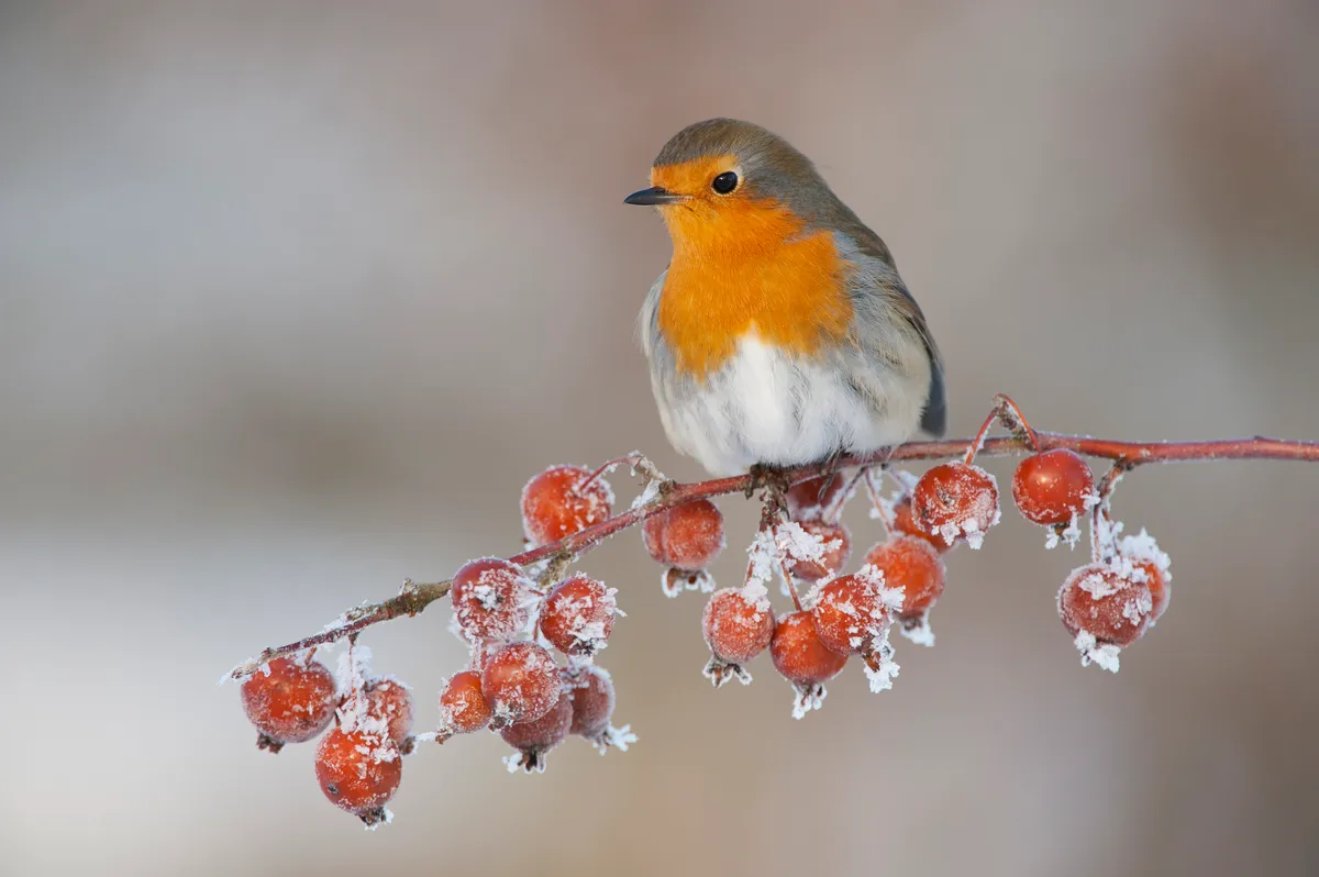 Robin (Erithacus rubecula) adult perched on crab apples in winter