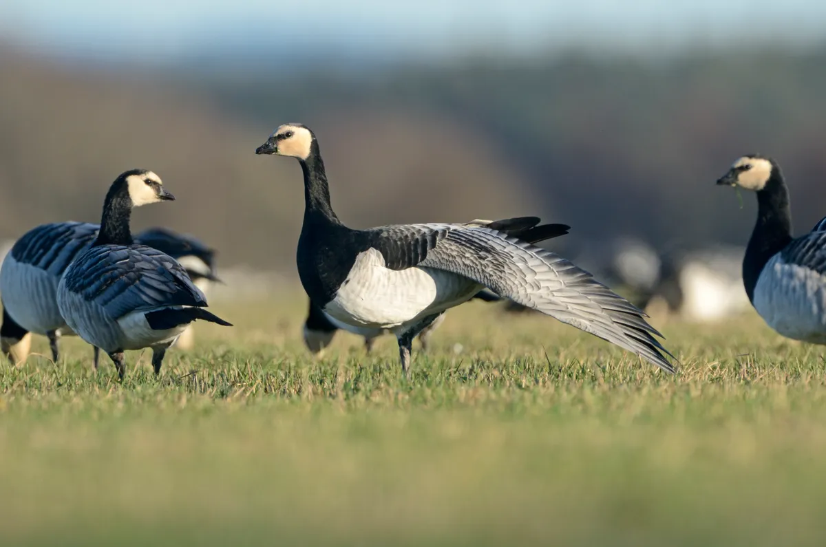 Barnacle geese (Branta leucopsis) feeding on grazing marshes, with one bird wing stretching, Caerlaverock WWT, Dumfries and Galloway, Scotland, UK, December