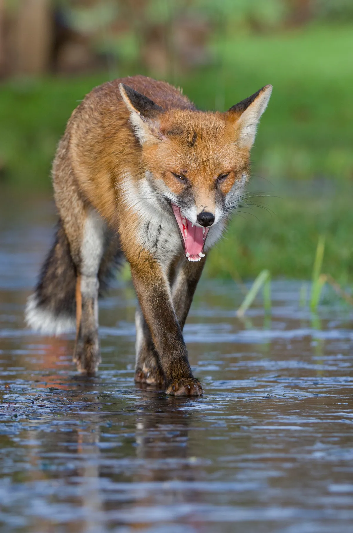 Young Red fox (Vulpes vulpes) walking over ice of frozen pond in garden, Bristol, UK