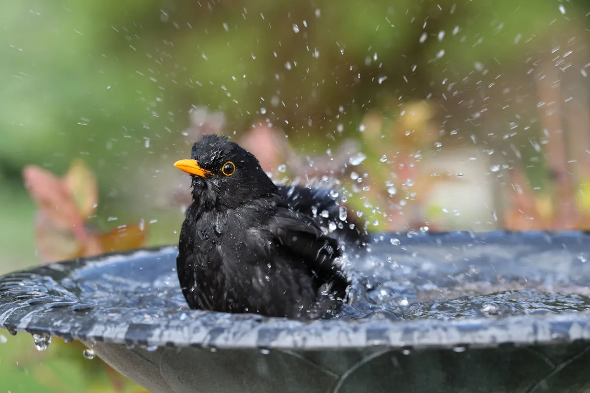Blackbird (Turdus merula) having a bath