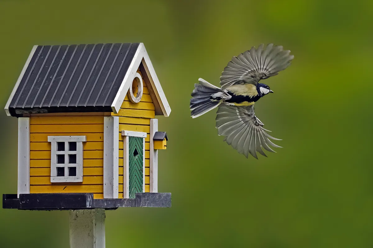 Great tit flying away from nest box that looks like a miniature house