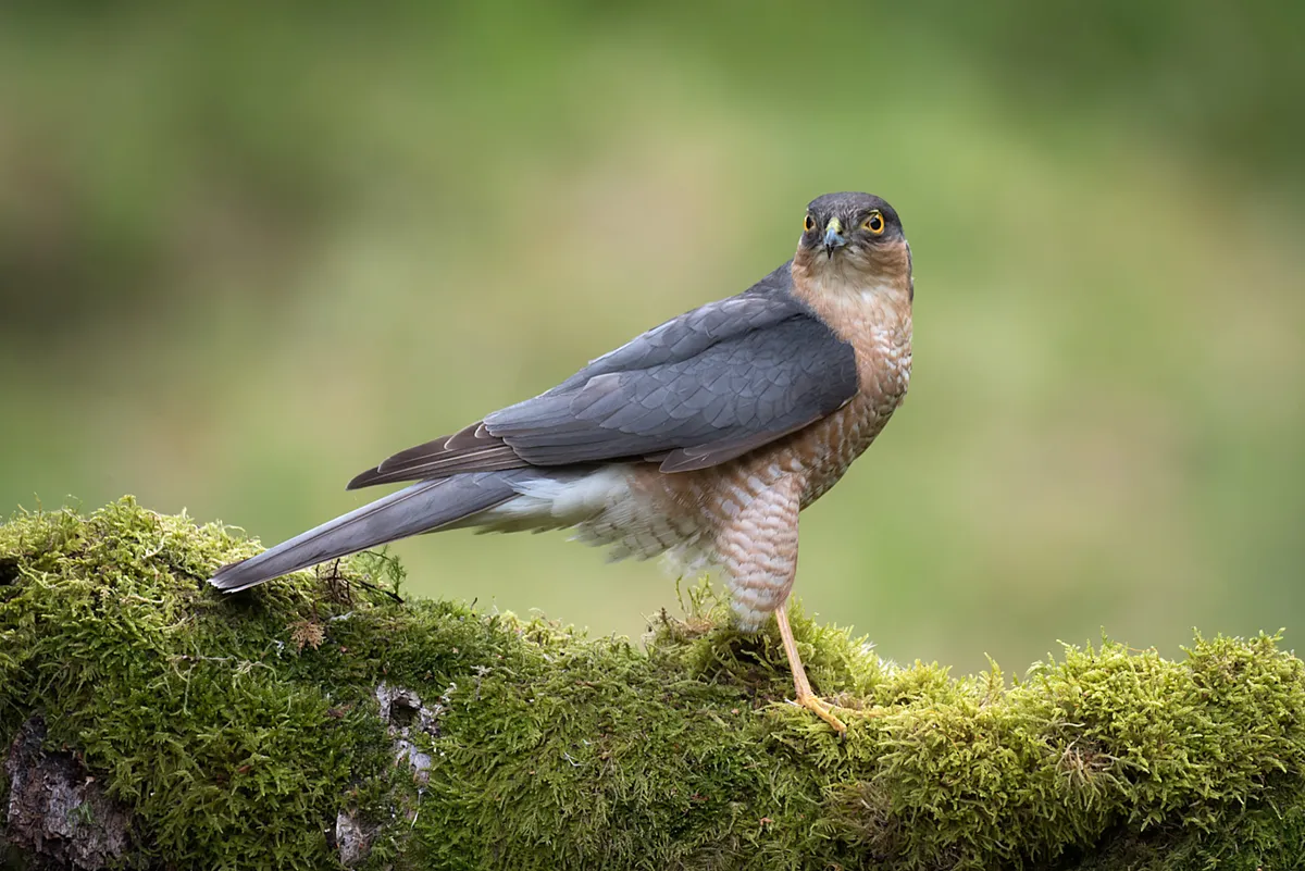 Male sparrowhawk (Accipiter nisus) on a mossy log
