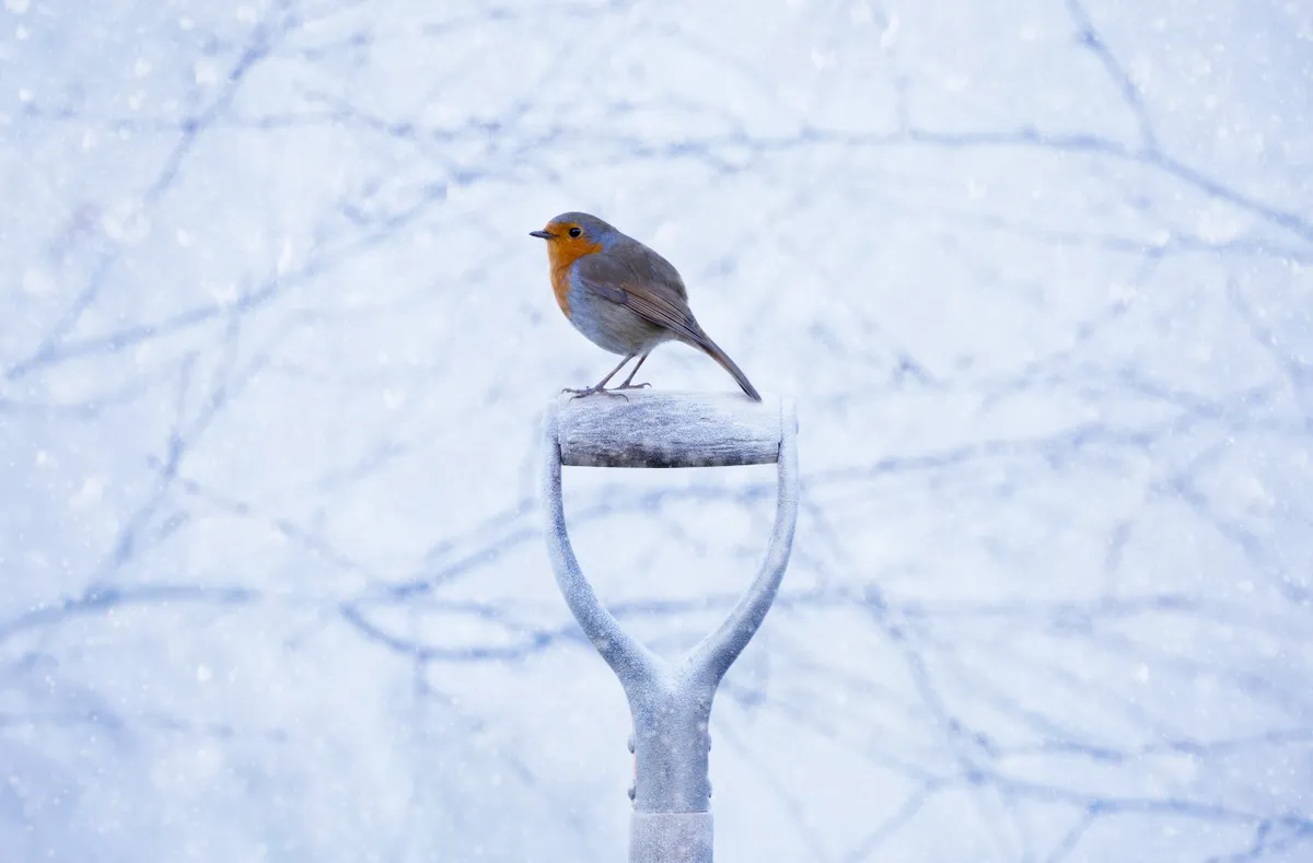 Robin Erithacus rubecula on a spade handle in the snow