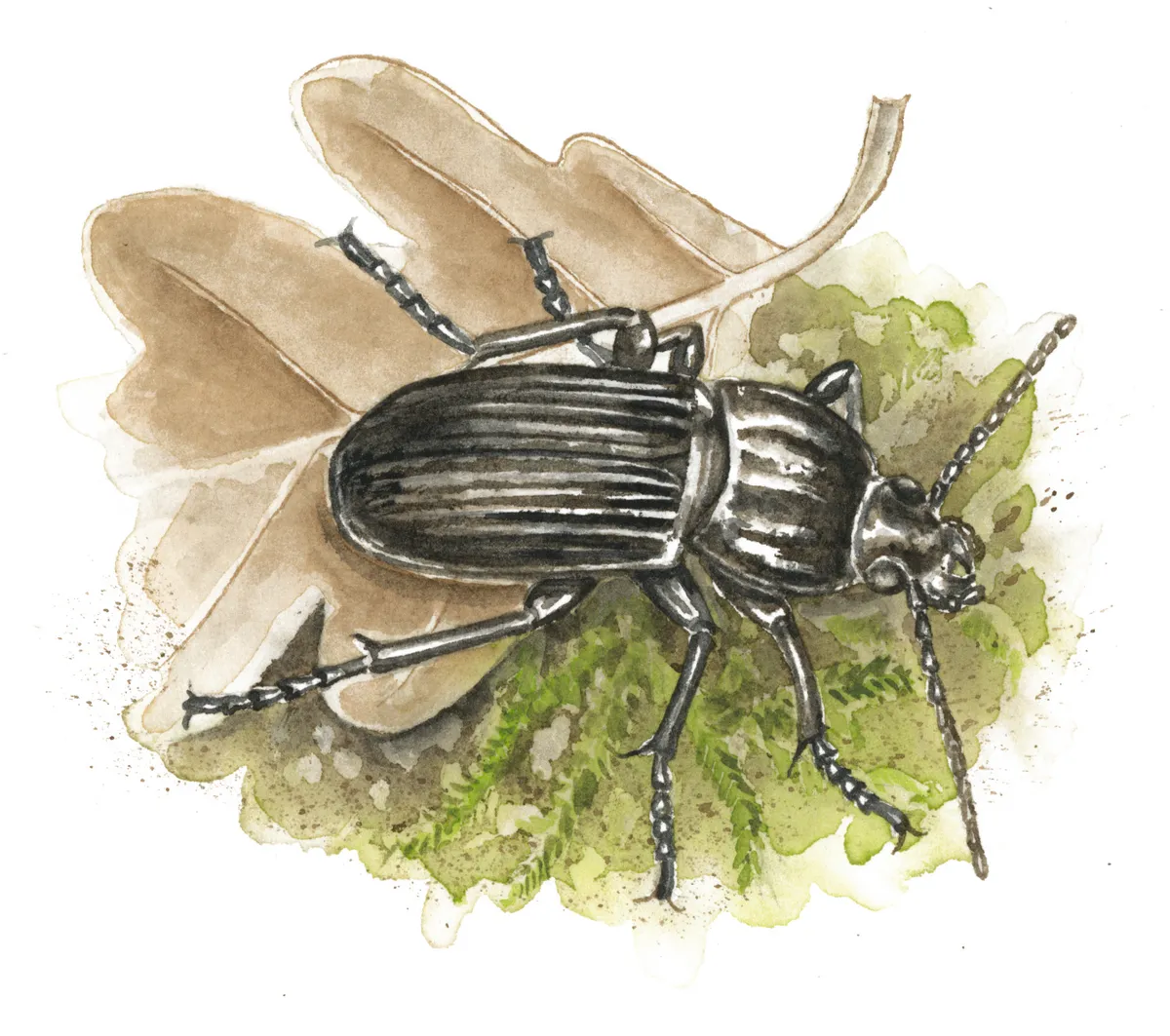 Ground beetle. Felicity Rose Cole