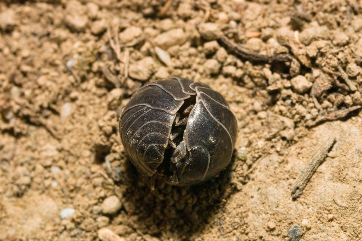 How to identify insects and invertebrates under logs and stones ...