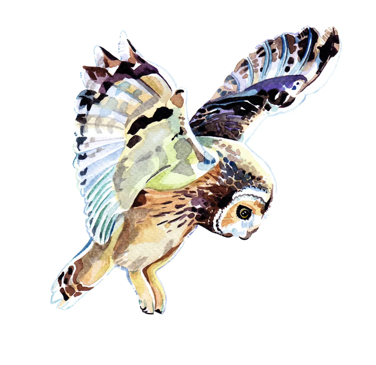 Short-eared owl. Holly Exley