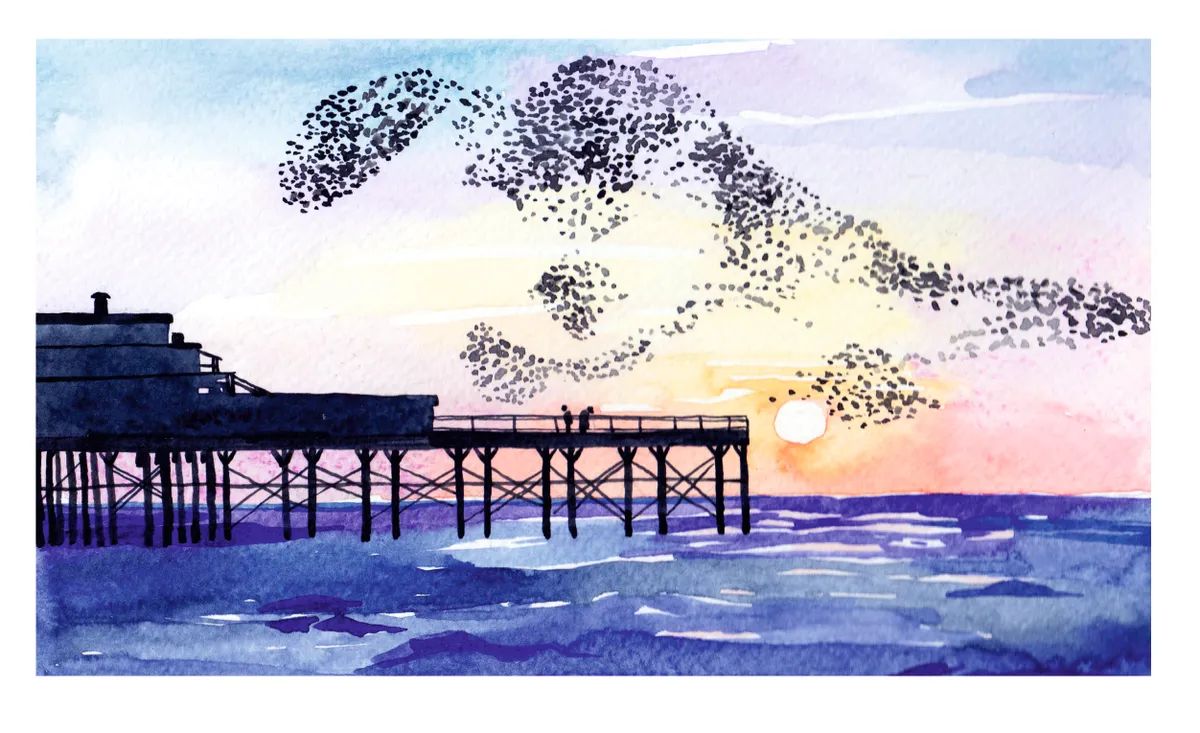 Starlings. Holly Exley