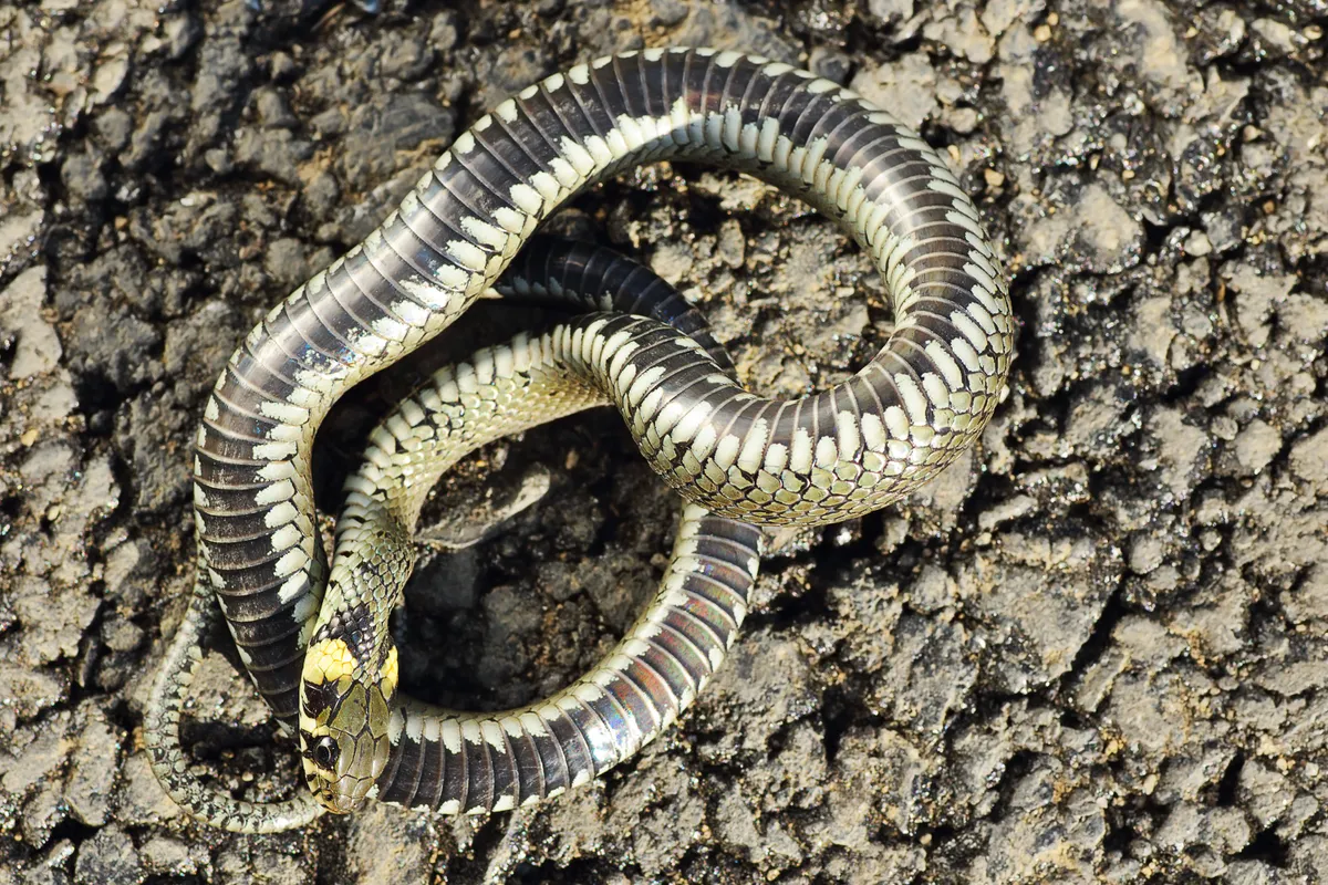 A grass snake (in Romania) playing dead. © taviphoto/Getty