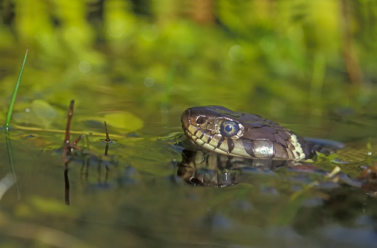 Grass snakes are often seen swimming. © Mike Lane/Getty