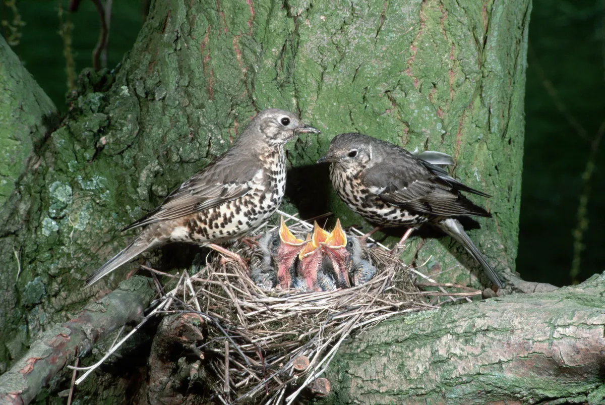 Pair of mistle thrushes feeding their chicks at the nest