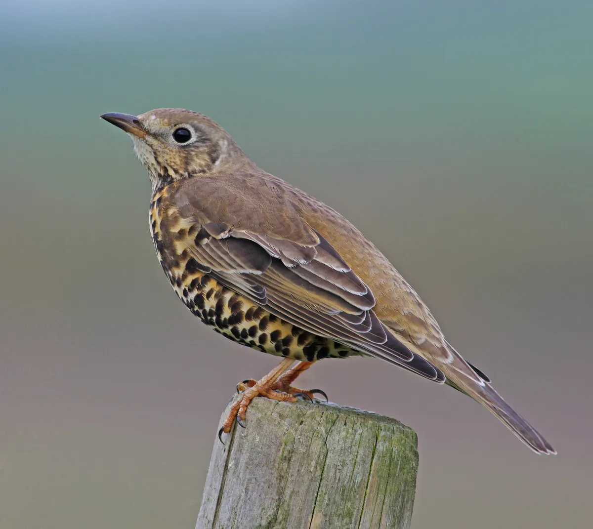 A mistle thrush perched on a wooden fence post