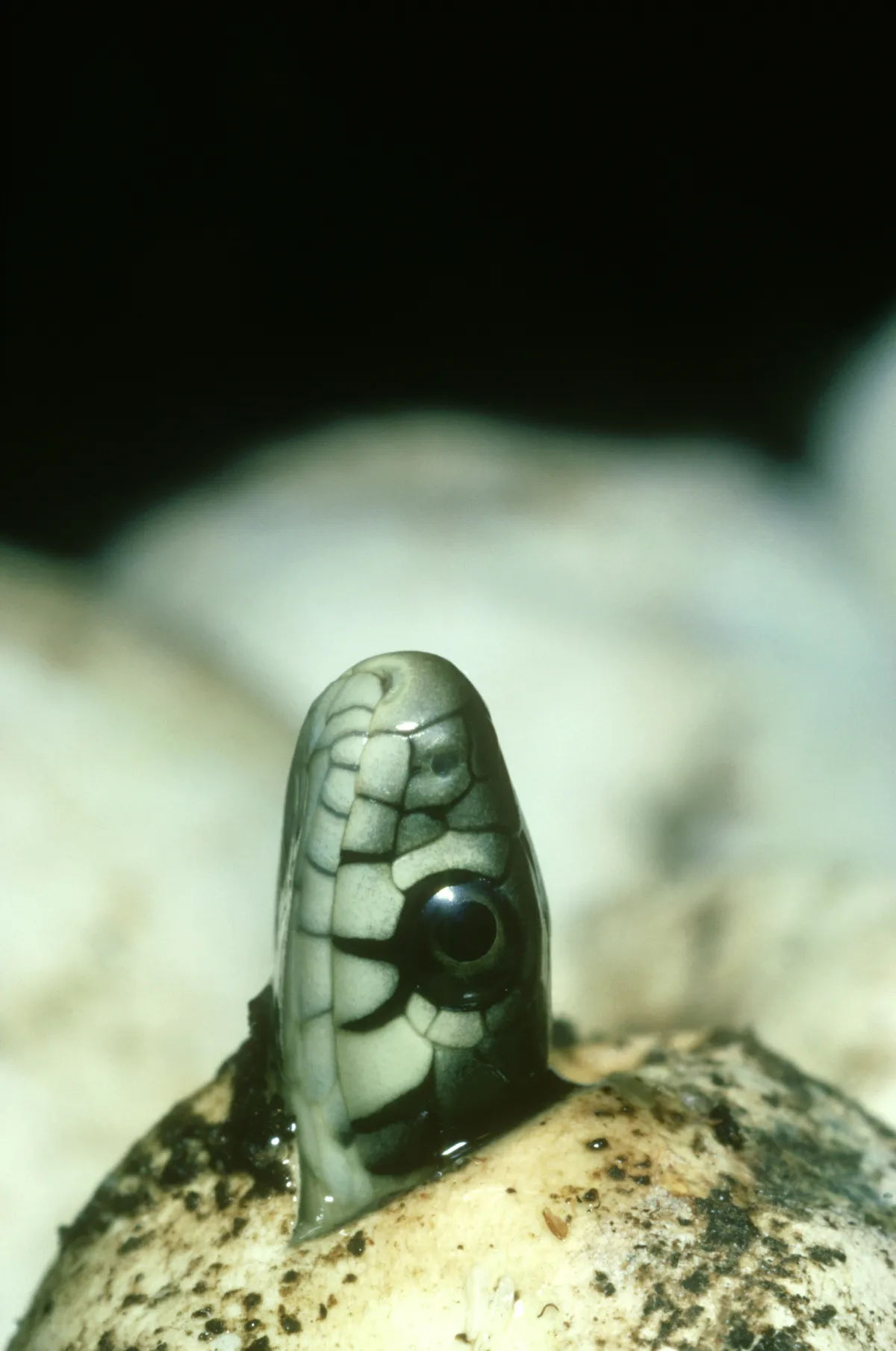 A baby grass snake emerging from its egg. © Tony Allen/Getty