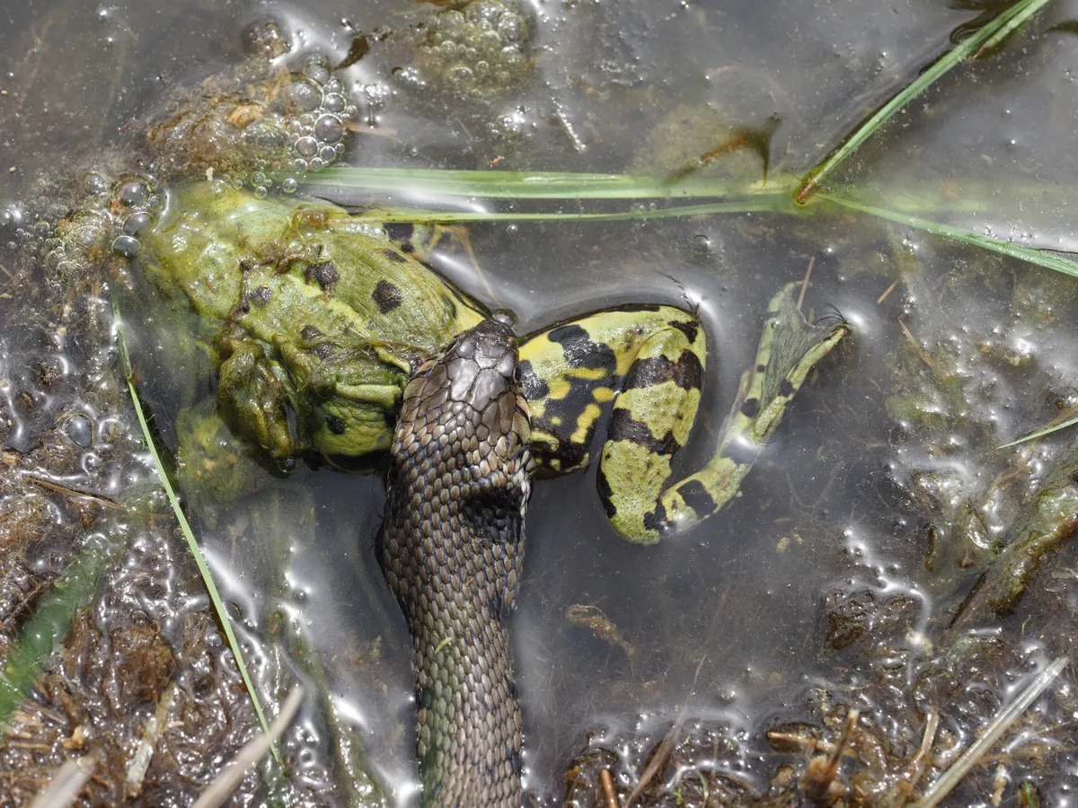 A grass snake (in Germany) eating a frog. © Ralf Blechschmidt/Getty