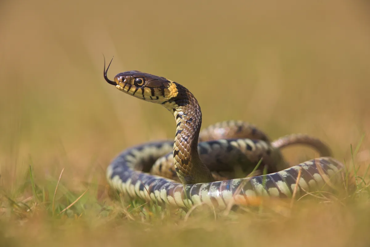 Grass snake scenting the air. © Geoff Simpson/Getty