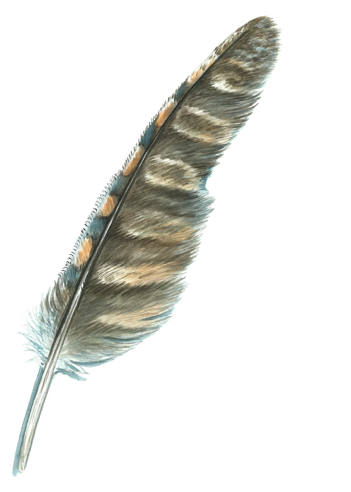Tawny owl feather. © Mike Langman
