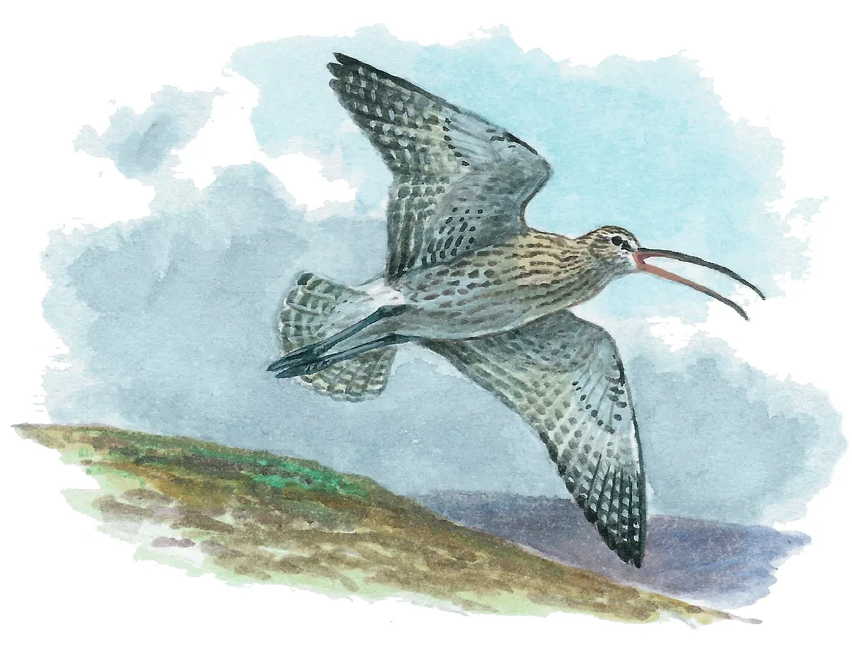 Curlew. Mike Langman