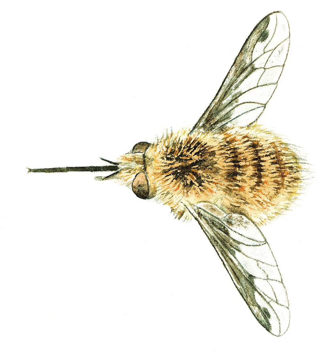 Dark bordered bee-fly. Felicity Rose Cole