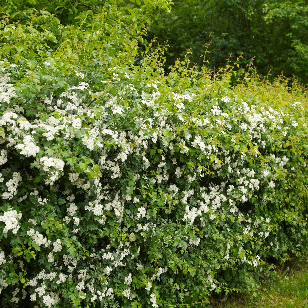 Spring Hedgerows How to identify spring hedgerow species - Discover Wildlife