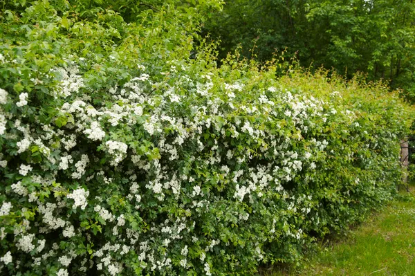 Spring Hedgerows How to identify spring hedgerow species - Discover Wildlife