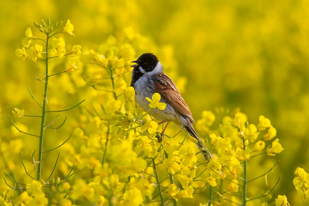 Male reed bunting (Emberiza schoeniclus) calling from flower in rape field in spring