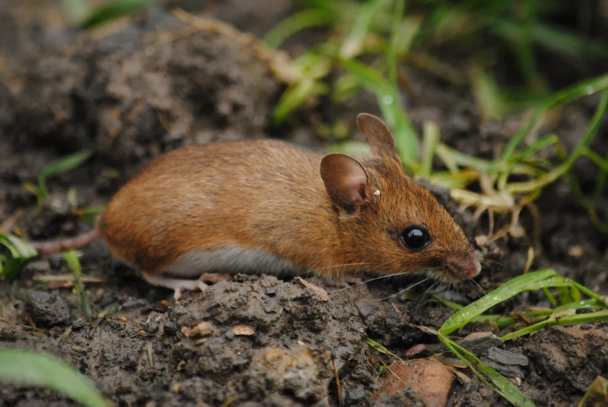 Wood Mouse by Samuel Hood
