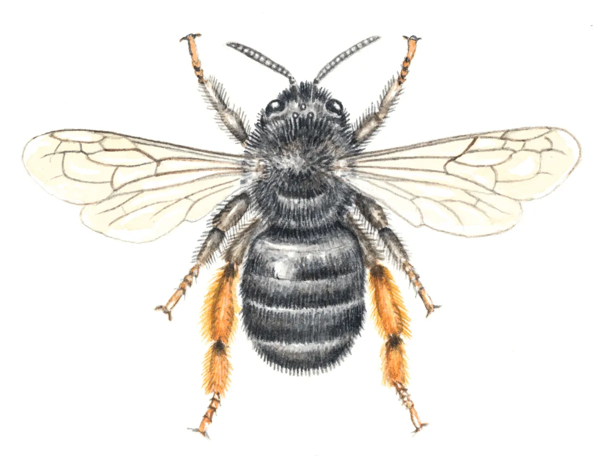 Feather footed flower bee - queen